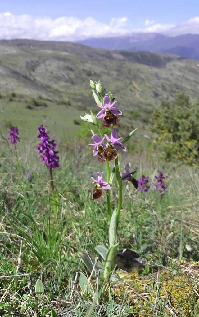 Ophrys crabronifera nellAbruzzo aquilano - aprile  2022.